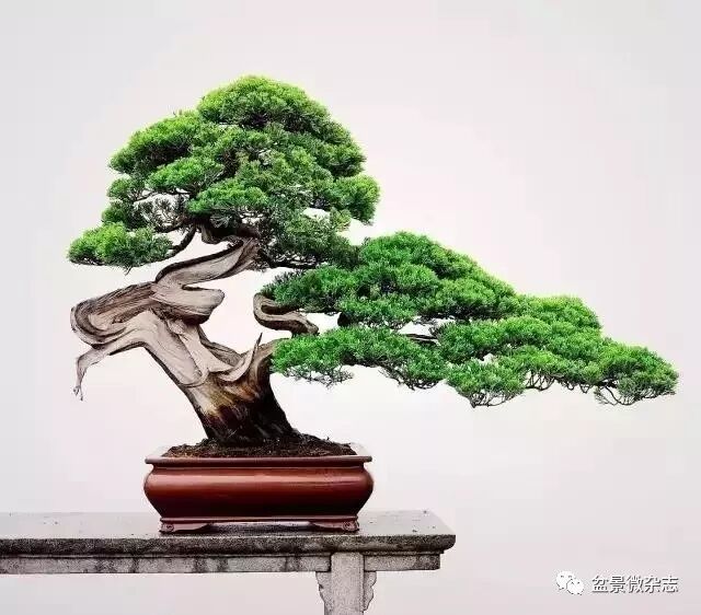 盆景的价值体现在其价格 这价格您看靠谱吗 自由微信 Freewechat