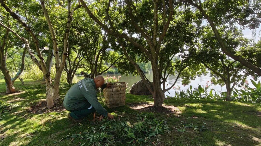 铜鼓湖公园里，园林工人提前修剪杨梅树.jpg