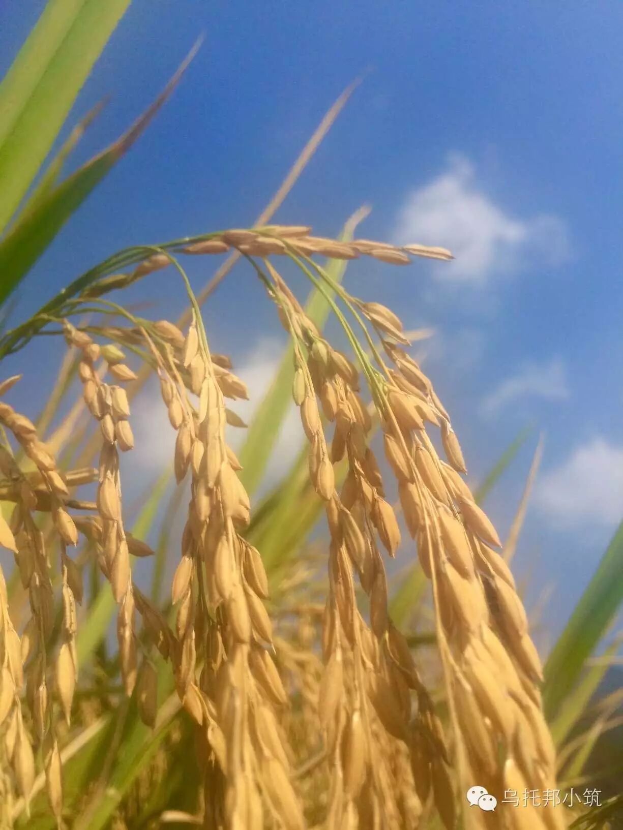 一把镰刀,一根扁担; 一煲稀粥,一筒清水,一碗咸菜 稻田泛黄,金灿灿的