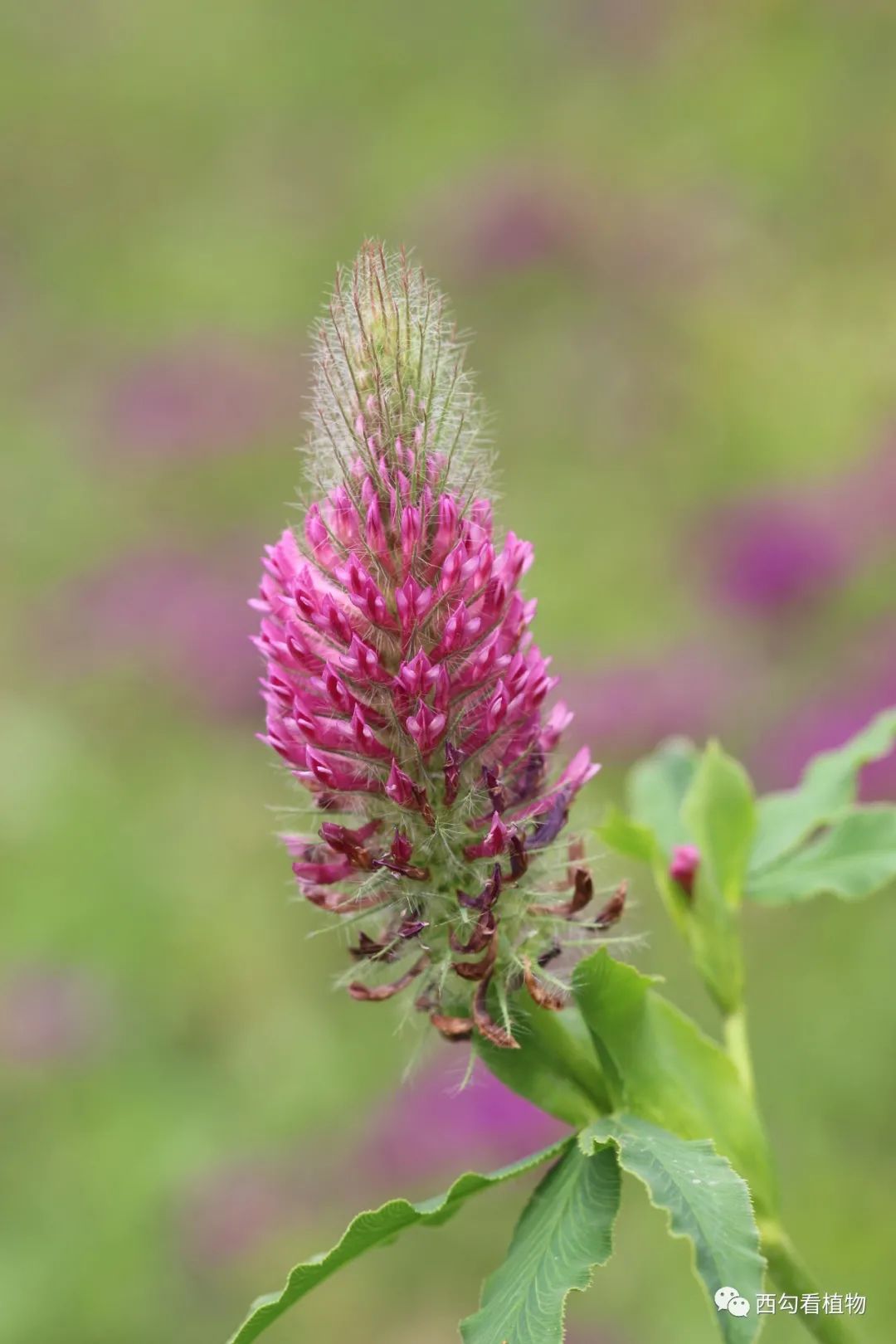 白车轴草trifolium Repens 西勾看植物 微信公众号文章阅读 Wemp