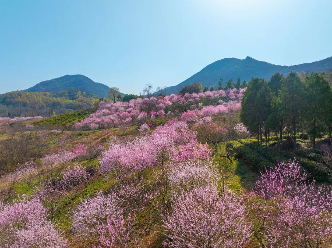 DJI_20250322144727_0185_D_副本.jpg