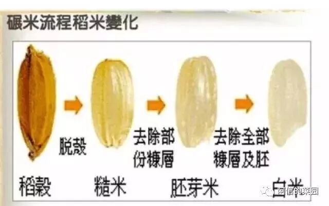 吃了这么多年的米 你知道糙米 胚芽米 精白米 发芽米的区别是什么吗 阿欣家园 微信公众号文章阅读 Wemp