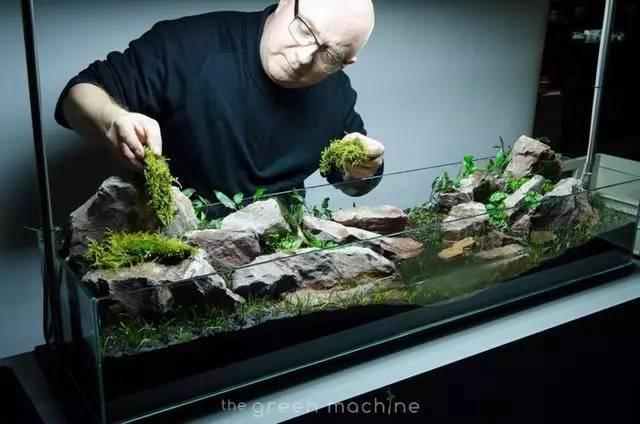 大师带你玩转水草缸造景get起来