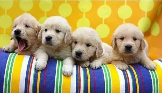 
 宠物经济来袭 ，这一代人比过去更加孤独
