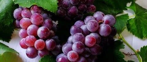紫葡萄、黑葡萄、红葡萄……颜色不同差别竟然这么大！爱吃的快看看！