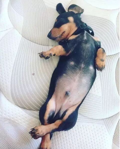 狗怎么表达情感的 狗如何表达感情