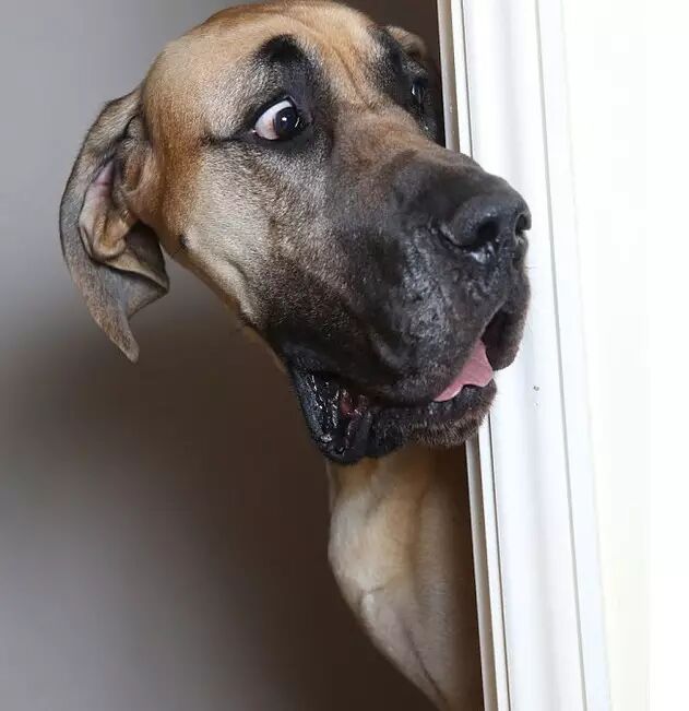 狗怎么表达情感的 狗如何表达感情