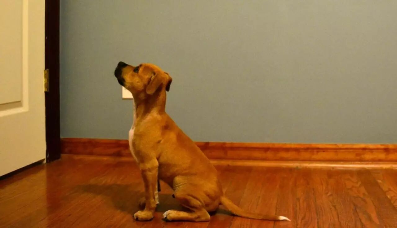 狗怎么表达情感的 狗如何表达感情