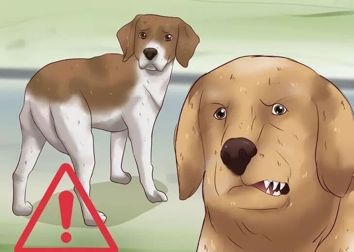 狗怎么表达情感的 狗如何表达感情