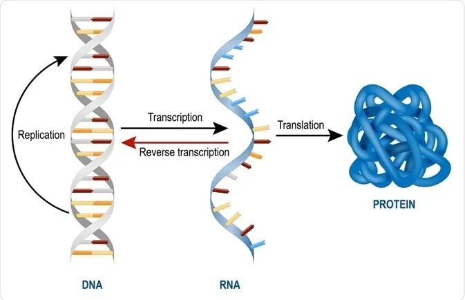 mRNA纳米药物全景解读：最新进展、挑战，临床转化及未来方向的图5