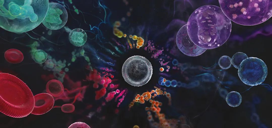 Nature重磅:从非生殖细胞中创造生命,清华大学丁胜团队开发全新化学诱导全能干细胞