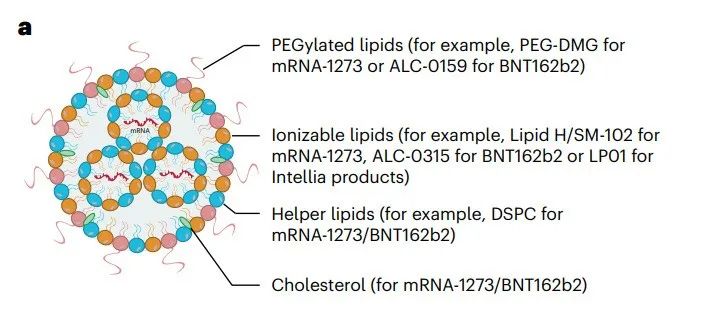 mRNA纳米药物全景解读：最新进展、挑战，临床转化及未来方向的图7