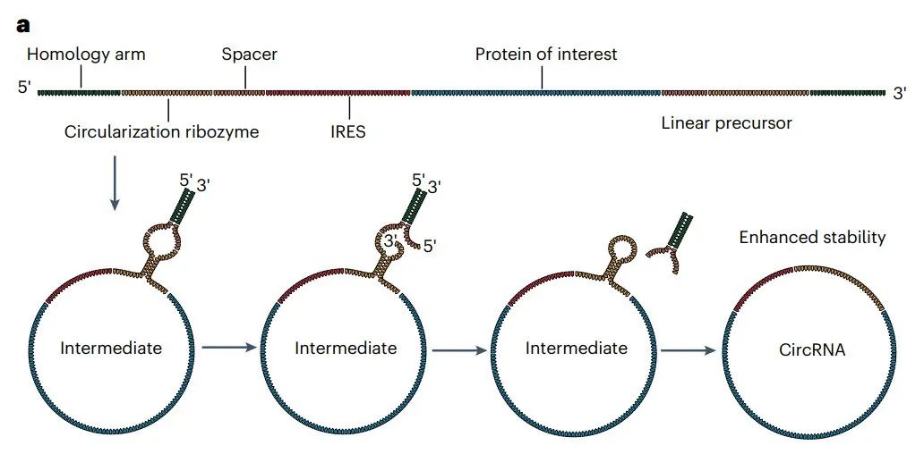 mRNA纳米药物全景解读：最新进展、挑战，临床转化及未来方向的图11