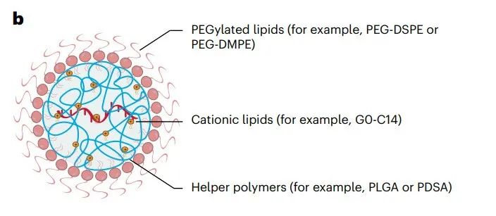 mRNA纳米药物全景解读：最新进展、挑战，临床转化及未来方向的图8