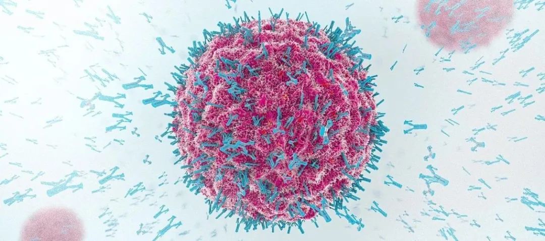 Cell：解决抗体研究40年难题，孟飞龙/叶菱秀团队揭示抗体基因DNA的“刚柔相济”，为开发超级抗体奠定基础