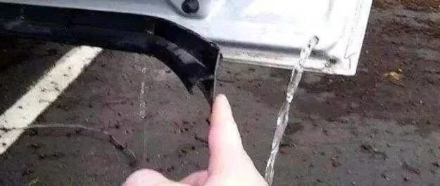 车门长出小树苗，车主悉心呵护三年：碰车可以碰树不行