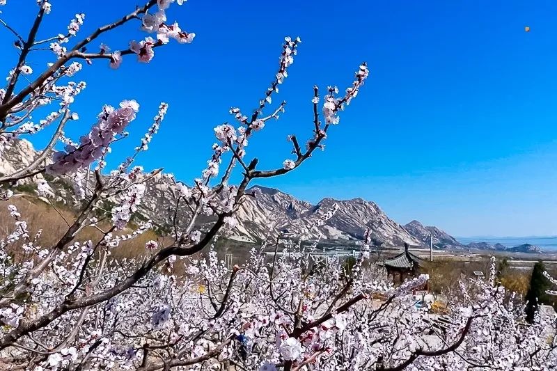 北京凤凰岭景区门票优惠政策_北京凤凰岭自然风景区门票_北京凤凰岭公园门票多少钱一张