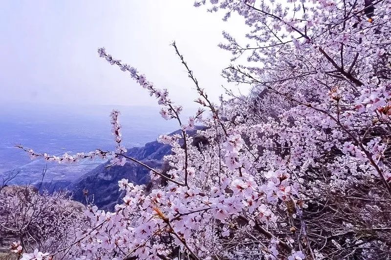 北京凤凰岭公园门票多少钱一张_北京凤凰岭景区门票优惠政策_北京凤凰岭自然风景区门票