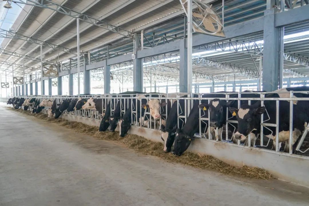 2020年,牧场将原瓦楞片牛舍改造升级为以色列大埔式饲养模式,奶牛们