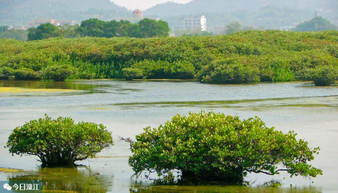 千亩红树林湿地公园将现身濠江!计划于2023年建成