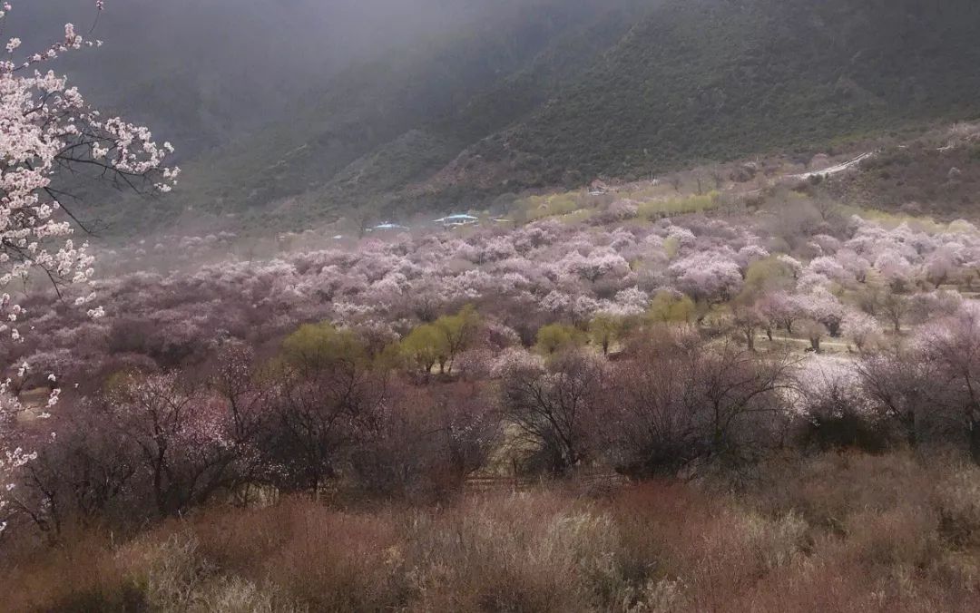 微信图片_20190327102717.jpg