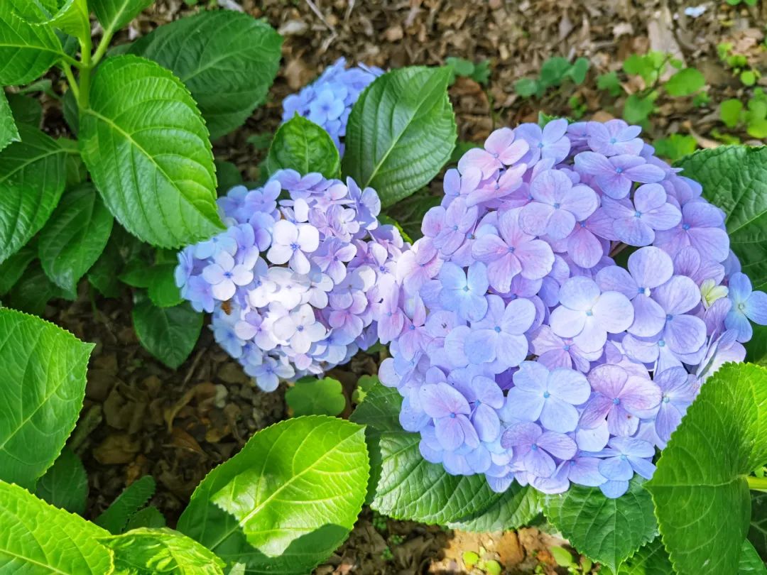 佛山有片靓爆镜的绣球花百子莲花海 正值花期 免费赏 阳光多乐圈 微信公众号文章 微小领