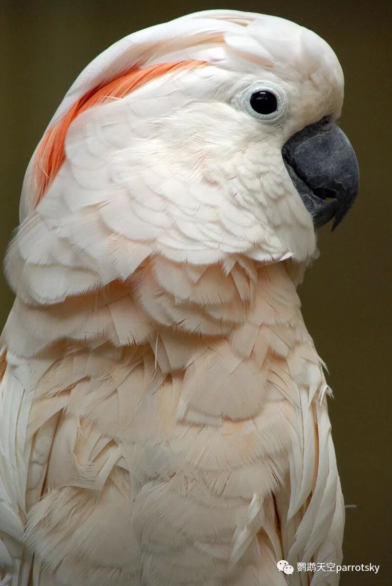 鲑冠巴丹 摩鹿加巴丹 Salmon Crested Cockatoo Moluccan Cockatoo 鹦鹉天空parrotsky 微信公众号文章阅读 Wemp