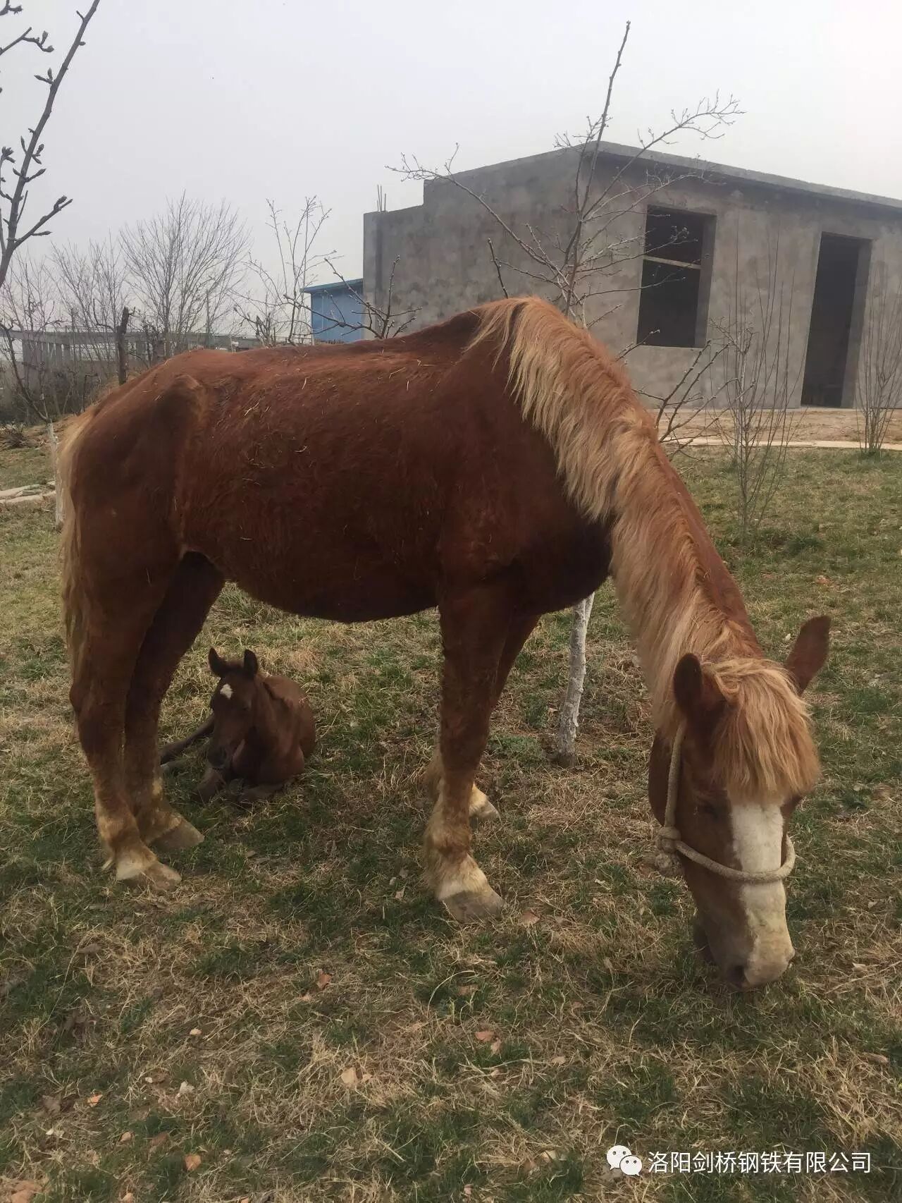 刚出生的小马宝宝还很脆弱,公主妈妈一直在旁边给宝宝鼓励,叫它快快站
