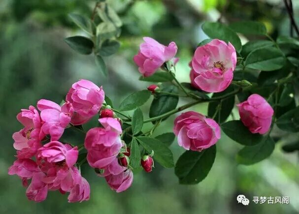 蔷薇蔷薇处处开 寻梦古风阁 微信公众号文章阅读 Wemp