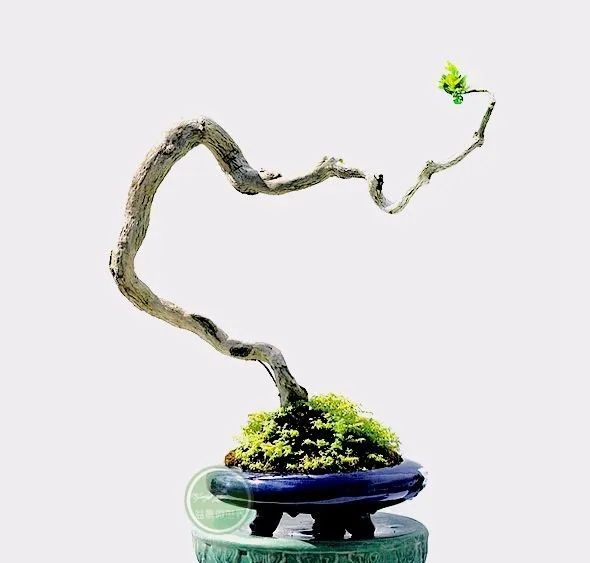 文人树简单之中蕴涵复杂