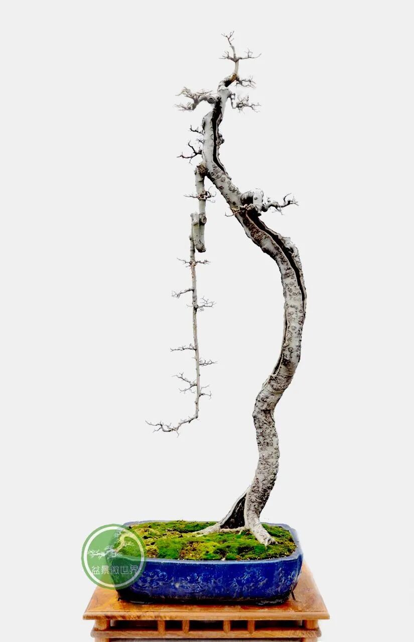 文人树简单之中蕴涵复杂