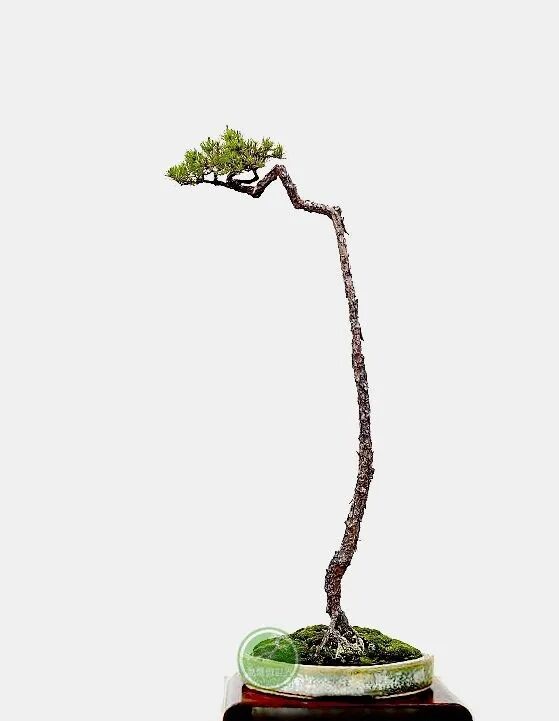 文人树简单之中蕴涵复杂