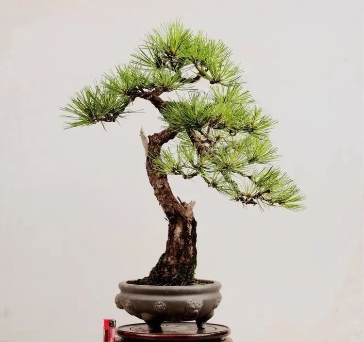 赏 郑松 的松风之美 全网搜
