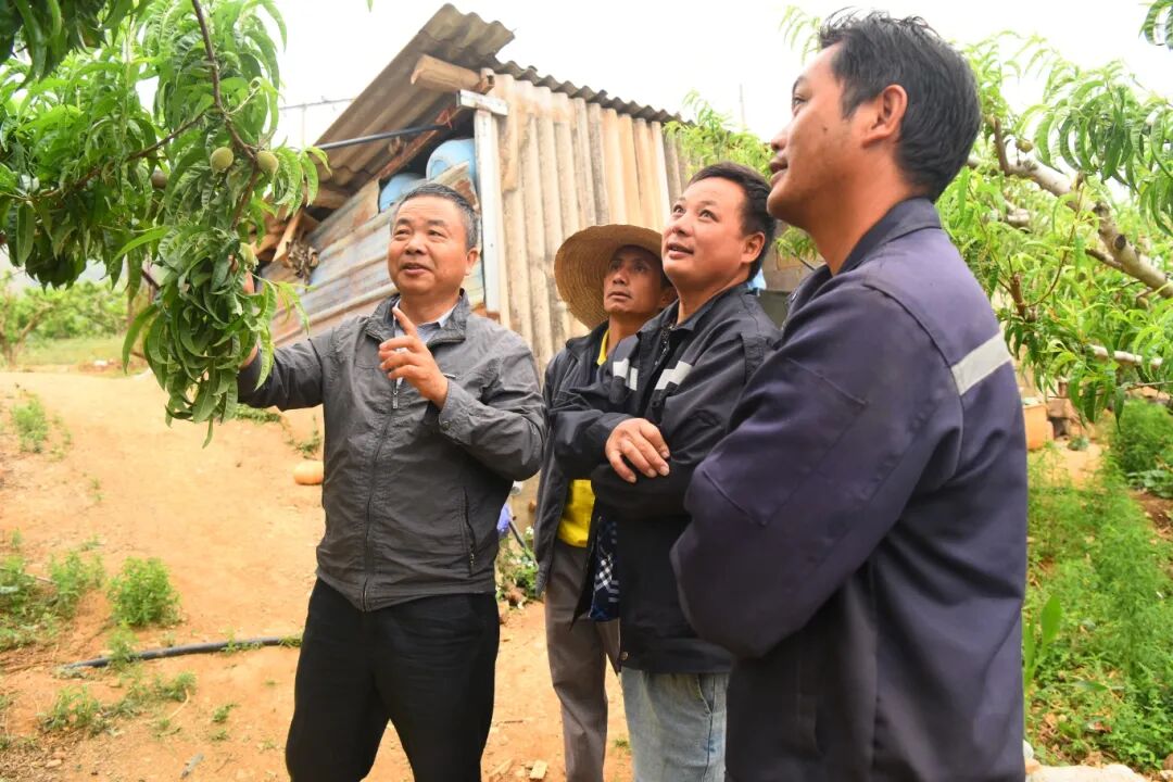 开远：委员深入田间地头教群众管理蜜桃.jpg