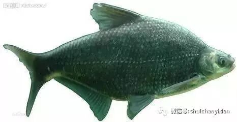 团头鲂和三角鲂如何区分