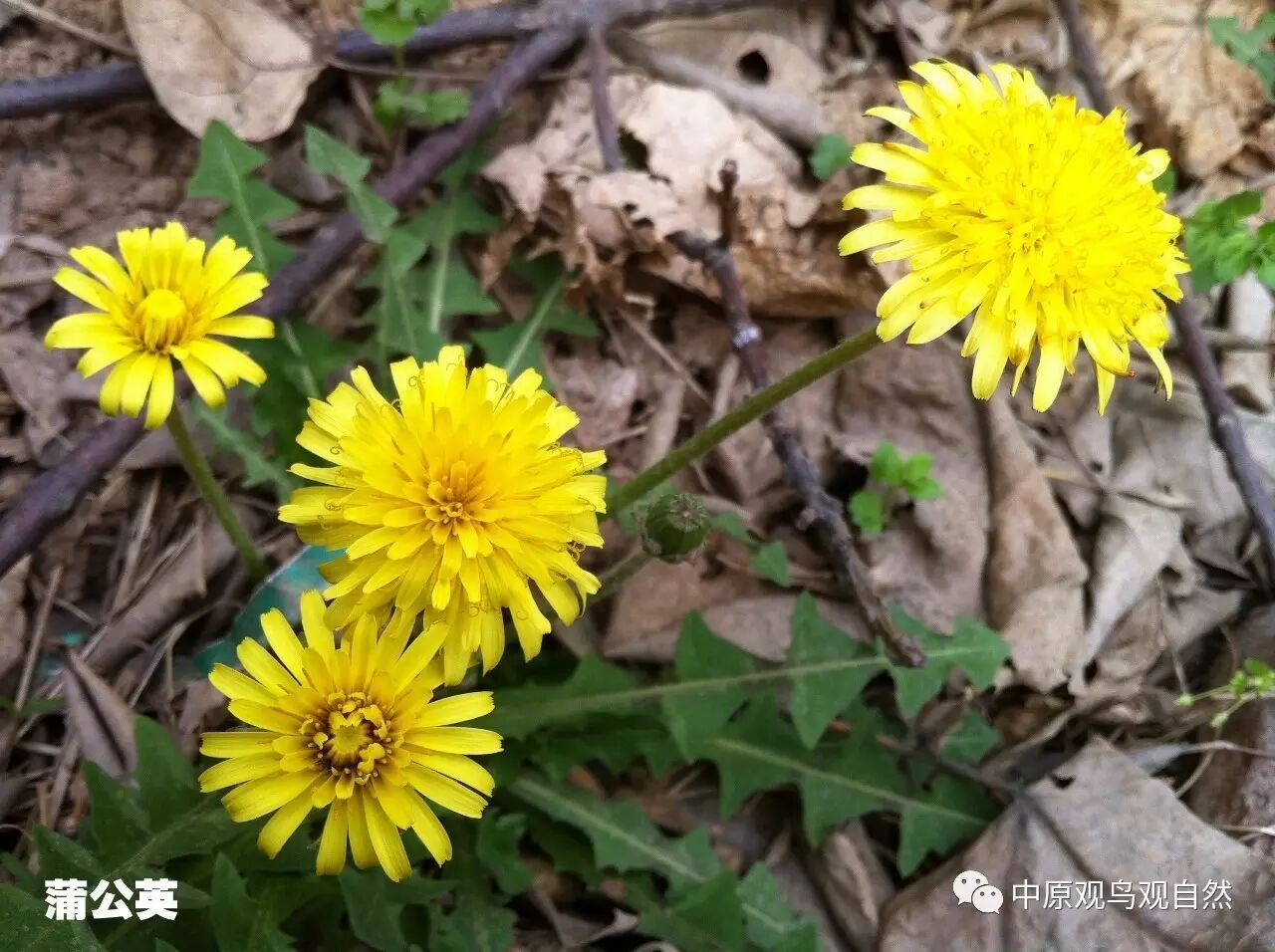 苦苣菜和蒲公英