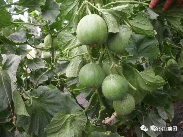 山东尚谷农业集团有限公司