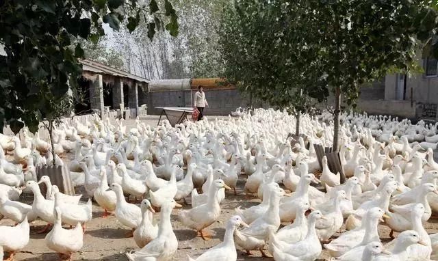 农村农业创业项目大全_2016农村创业项目大全_2017农村创业项目大全