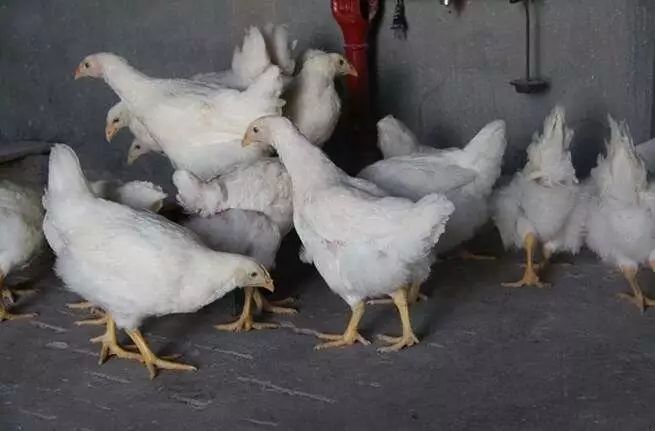 致富养殖业_致富养殖蝎子_致富经养殖
