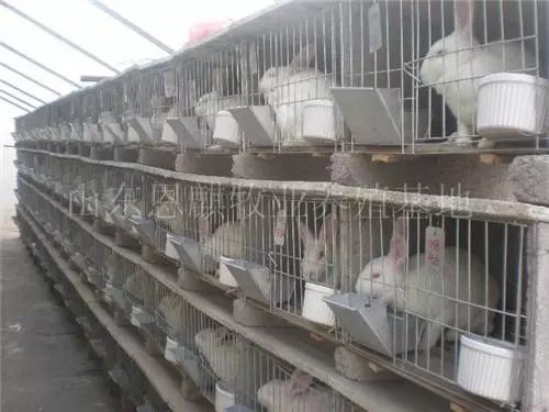 致富经兔子养殖_致富经养殖养兔_致富经养兔