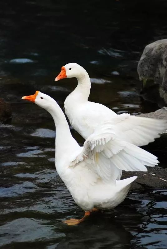 农村致富小项目养黄鳝_致富经养_重生之卖菜致富养包子