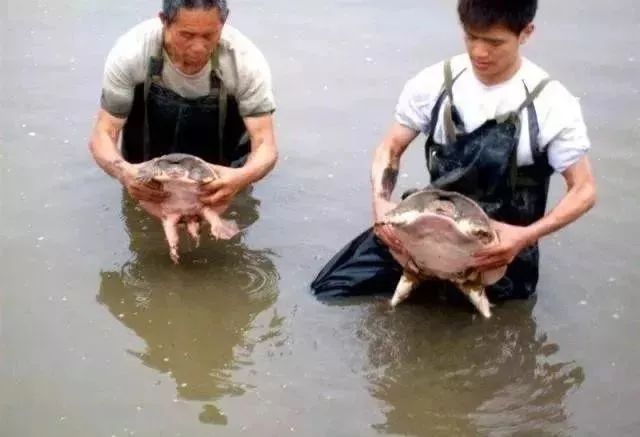 致富经甲鱼养殖技术视频_致富经养甲鱼视频播放_致富经甲鱼