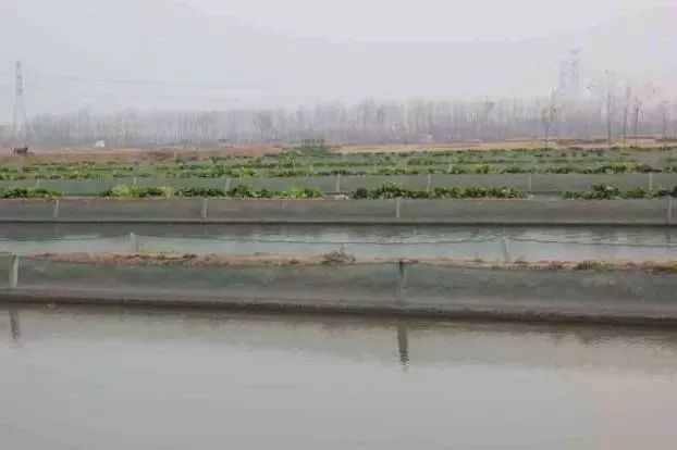 致富养殖泥鳅图片_致富经泥鳅养殖_致富养殖泥鳅视频