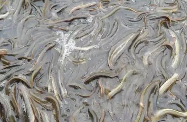 致富养殖泥鳅图片_致富经泥鳅养殖_致富养殖泥鳅视频