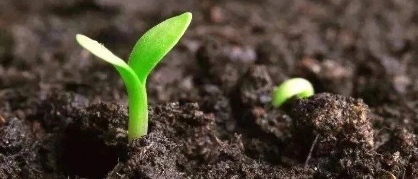 【思维方式】金子好还是烂泥好？