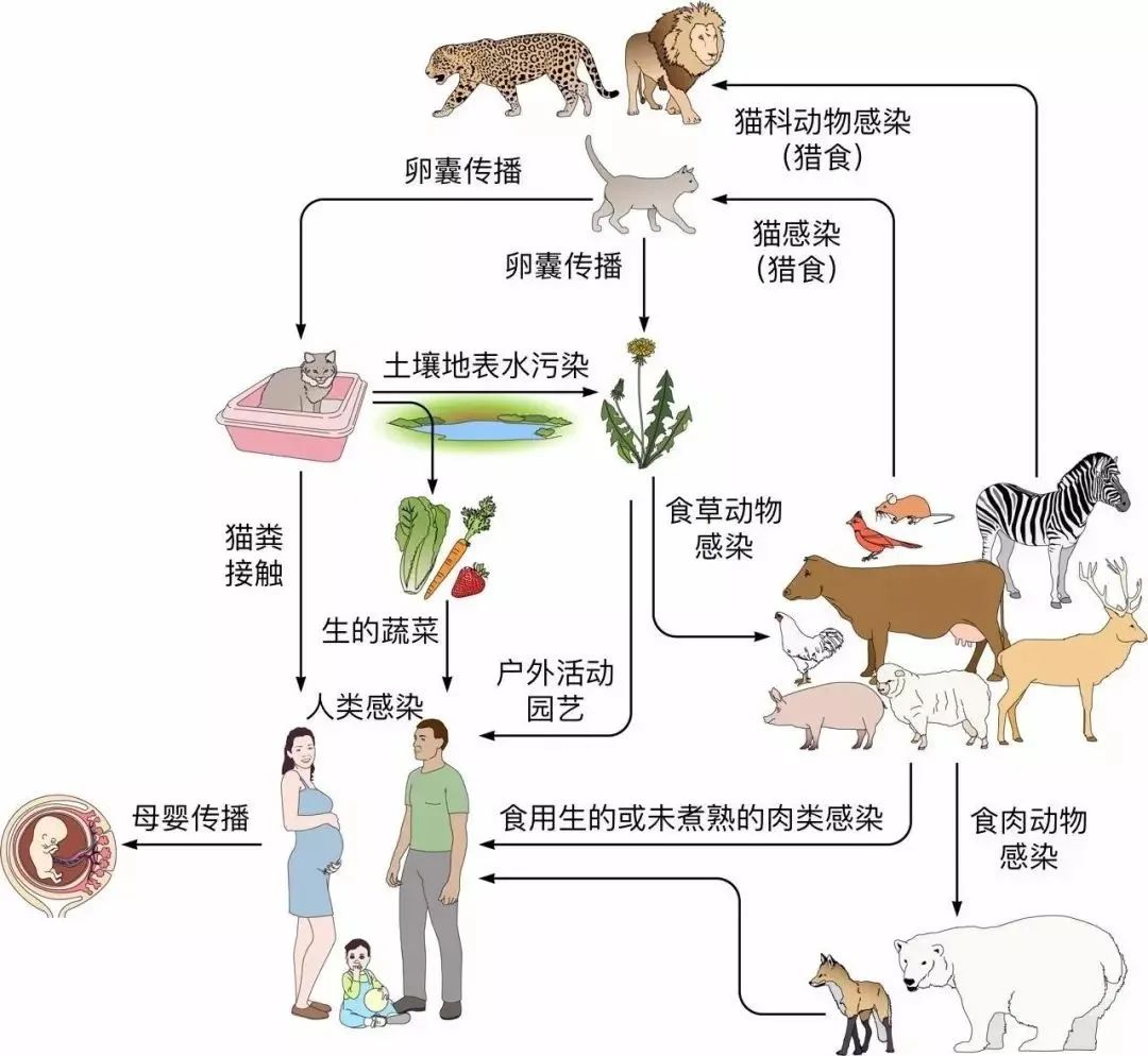 央视辟谣怀孕不能养猫原文在哪_央视辟谣怀孕不能养宠物_央视新闻怀孕养宠物