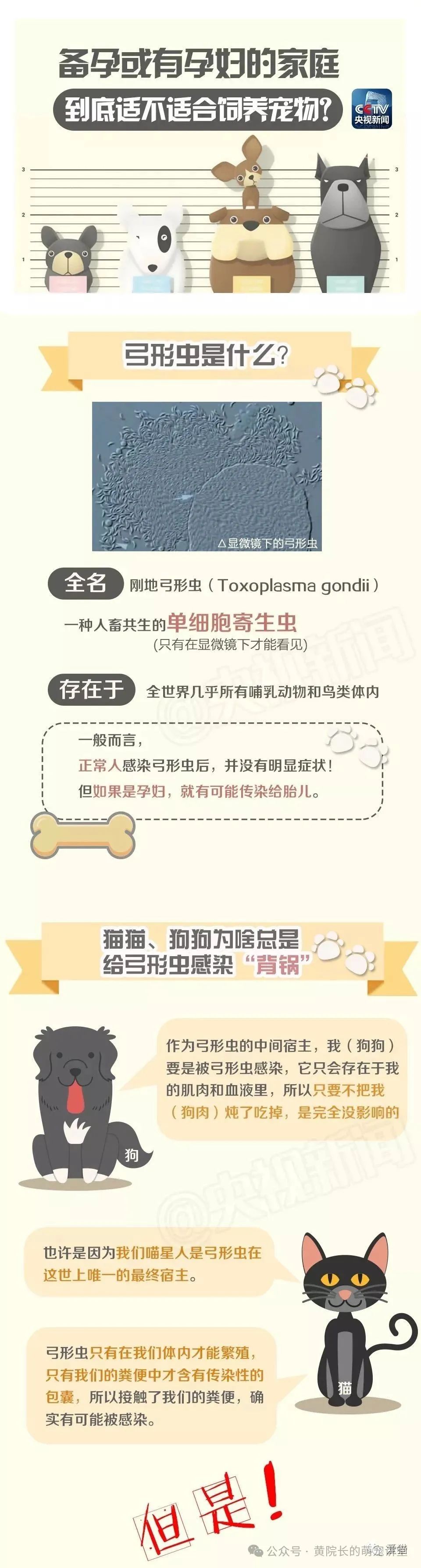 央视辟谣怀孕不能养宠物_央视辟谣怀孕不能养猫原文在哪_央视新闻怀孕养宠物
