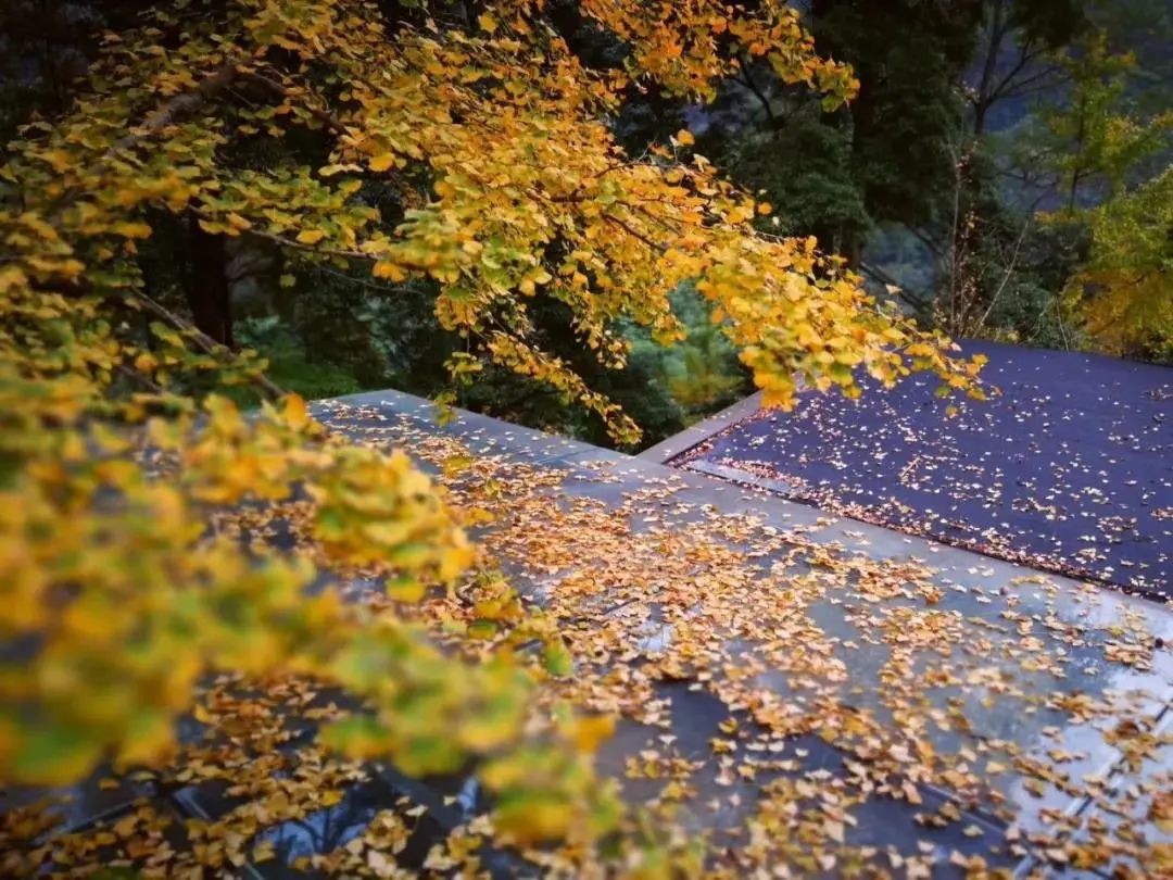 秋冬季出遊必囤清單，火速收藏！睡進景區賞桂花紅楓，溫泉泡湯也提上日程！ 旅遊 第55張