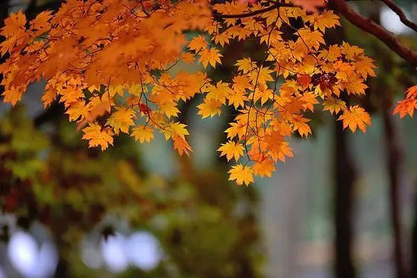 秋冬季出遊必囤清單，火速收藏！睡進景區賞桂花紅楓，溫泉泡湯也提上日程！ 旅遊 第3張