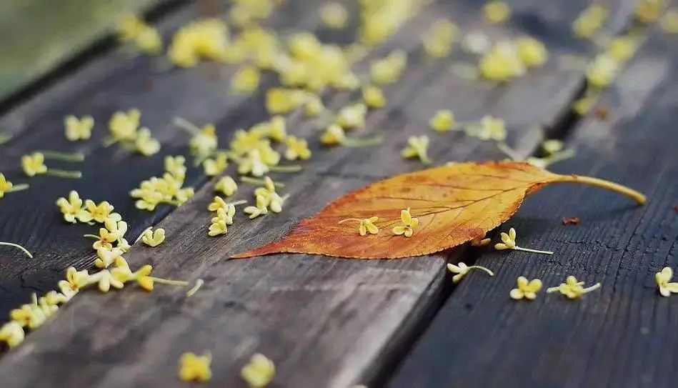 秋冬季出遊必囤清單，火速收藏！睡進景區賞桂花紅楓，溫泉泡湯也提上日程！ 旅遊 第15張